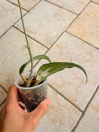 Hoya Cinnamomifolia var Cinnamomifolia