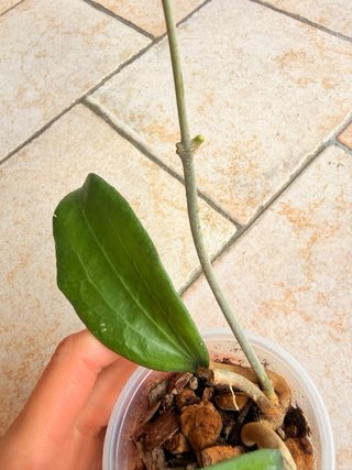 Hoya Cinnamomifolia var Cinnamomifolia