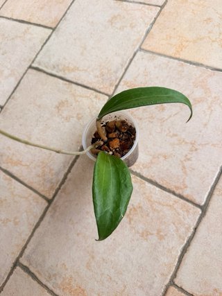 Hoya Cinnamomifolia var Cinnamomifolia