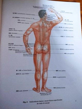 Atlas de puntos acupunturales por secciones anatom