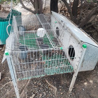 Jaulas para Conejos y Codornices
