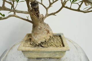 Bonsai Olivo Olea Europaea Sylvestris 30cm