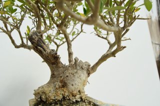 Bonsai Olivo Olea Europaea Sylvestris 30cm