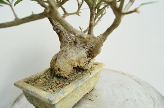 Bonsai Olivo Olea Europaea Sylvestris 30cm