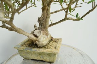 Bonsai Olivo Olea Europaea Sylvestris 30cm