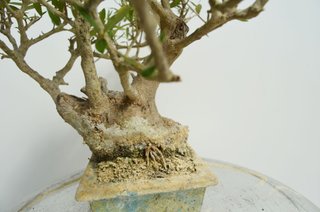 Bonsai Olivo Olea Europaea Sylvestris 30cm