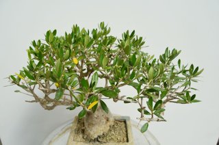 Bonsai Olivo Olea Europaea Sylvestris 30cm