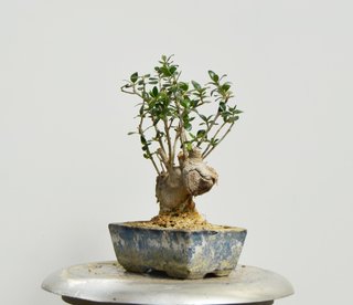 Bonsai Olivo Olea Europaea Sylvestris 28cm