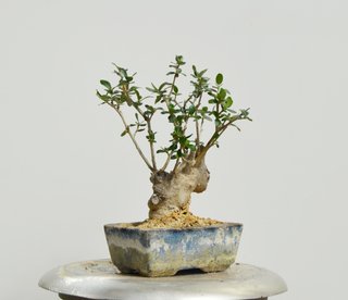 Bonsai Olivo Olea Europaea Sylvestris 28cm