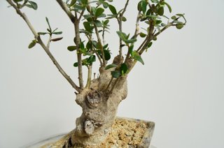 Bonsai Olivo Olea Europaea Sylvestris 28cm