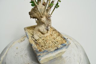 Bonsai Olivo Olea Europaea Sylvestris 28cm