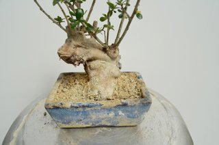 Bonsai Olivo Olea Europaea Sylvestris 28cm