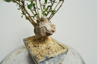 Bonsai Olivo Olea Europaea Sylvestris 28cm