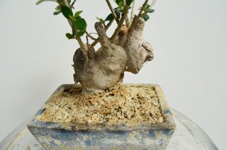 Bonsai Olivo Olea Europaea Sylvestris 28cm