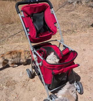 Cochecito 2 Niveles Gatos/Perritos