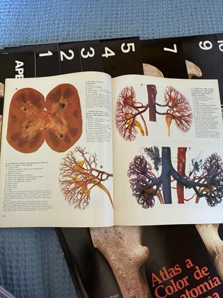 Atlas a color de anatomia