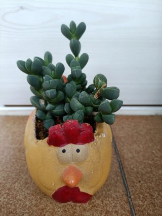Suculenta Corpuscularia lehmannii