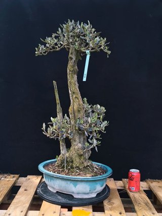 Acebuche bonsai