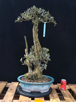 Acebuche bonsai