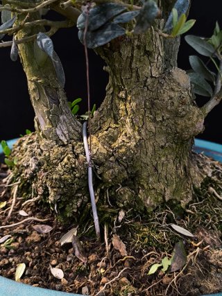 Acebuche bonsai