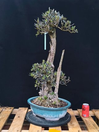 Acebuche bonsai