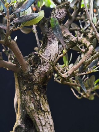 Acebuche bonsai