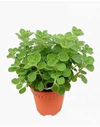 Planta Citronela en Maceta anti Mosquitos