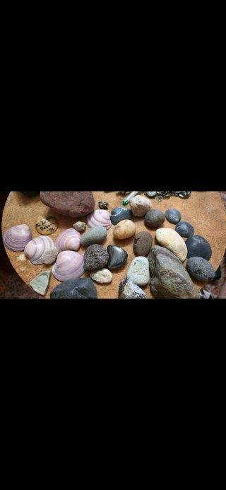 Rocas y caracolas de mar de Argentina