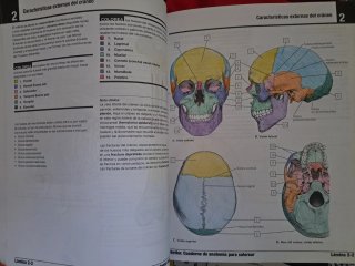 Netter. Cuaderno de anatomía para colorear