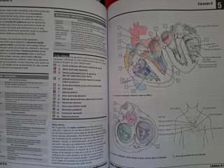 Netter. Cuaderno de anatomía para colorear