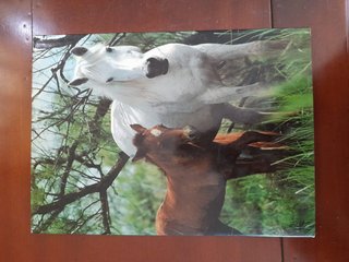 Caballos