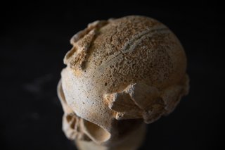Busto Cráneo Laureado Vintage Memento Mori.