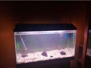 Acuario completo con decoración