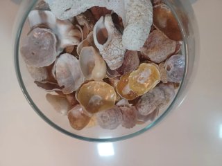 Pecera  decorativa con Conchas Capiz y caracolas