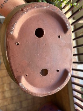 Maceta para bonsai XL verde oliva