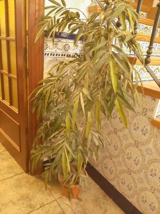 Planta Decorativa Plástico