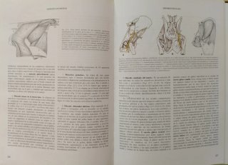 Tratado de anatomía veterinaria aparato locomotor