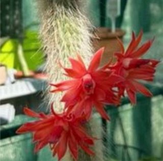 Cactus Hildewintera