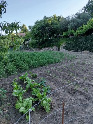 Finca rustica con pozo de sondeo