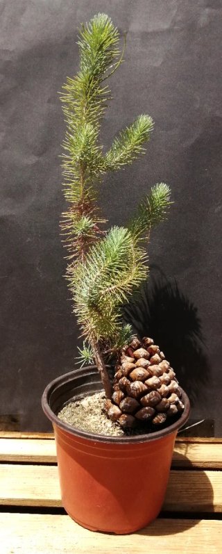 Pino Piñonero