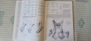 Atlas de anatomía del perro - libro-atlas para ...
