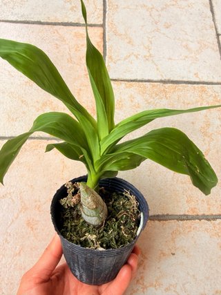 Orchidea Cycnodes Taiwan Black Pearl