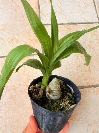Orchidea Cycnodes Taiwan Black Pearl