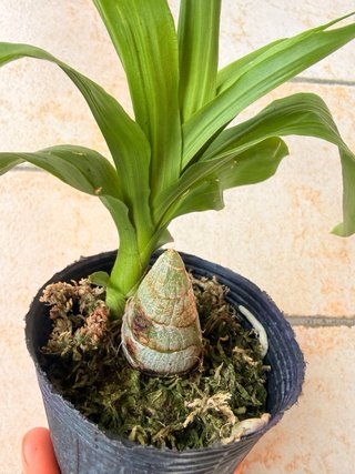 Orchidea Cycnodes Taiwan Black Pearl