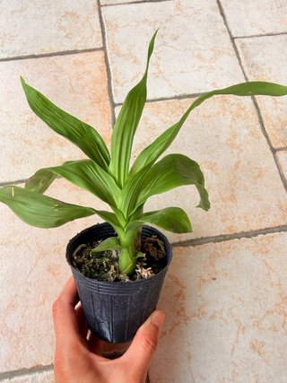 Orchidea Cycnodes Taiwan Black Pearl