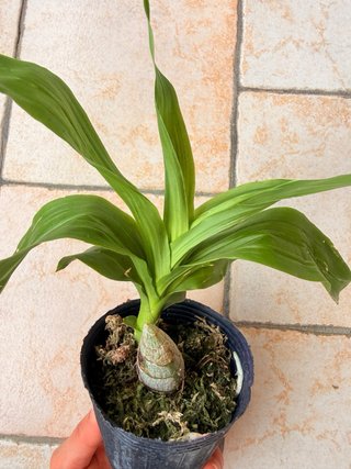 Orchidea Cycnodes Taiwan Black Pearl