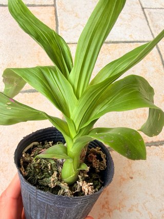 Orchidea Cycnodes Taiwan Black Pearl