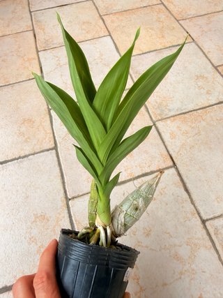 Monnierara Taiwan Red Diamond Orchidea