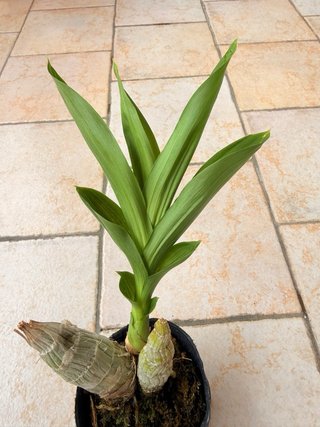 Monnierara Taiwan Red Diamond Orchidea