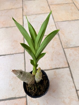 Monnierara Taiwan Red Diamond Orchidea